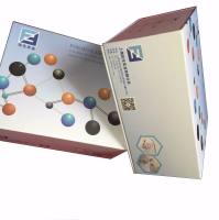 Human CHEM(Chemerin) ELISA Kit