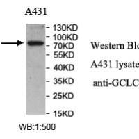 GCLC Antibody