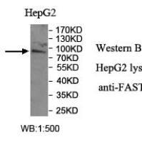 FASTKD1 Antibody