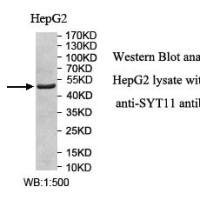 SYT11 Antibody