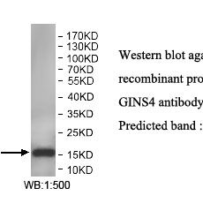 GINS4 Antibody