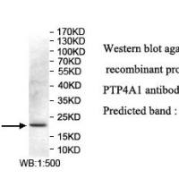 PTP4A1 Antibody