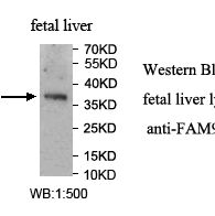 FAM98C Antibody