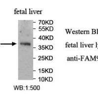FAM98C Antibody
