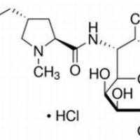 21462-39-5/盐酸克林霉素 ,	USP级，83%，800u/mg