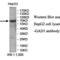 GAD1 Antibody
