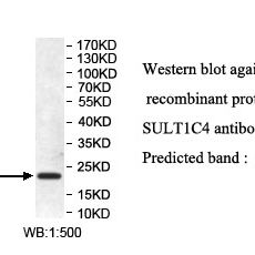 SULT1C4 Antibody