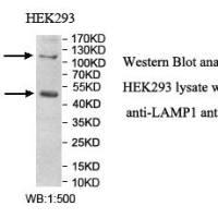 LAMP1 Antibody