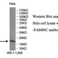 FAM86C Antibody