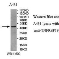 TNFRSF19 Antibody