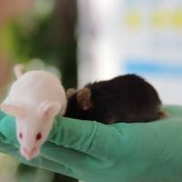 CD137人源化模型体内药效实验