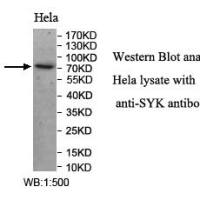 SYK Antibody