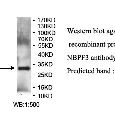 NBPF3 Antibody