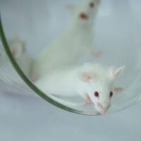 小鼠心肌梗死模型与药效