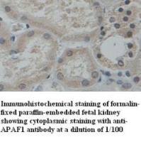 APAF1 Antibody
