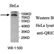 QRICH1 Antibody