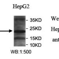 CIB3 Antibody
