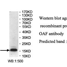 OAF Antibody