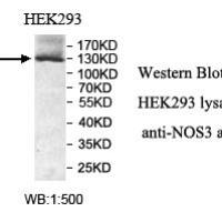 NOS3 Antibody
