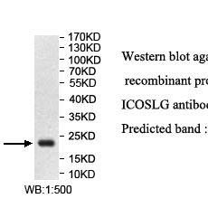 ICOSLG Antibody
