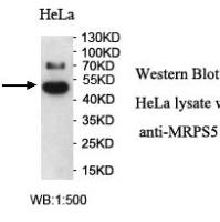 MRPS5 Antibody