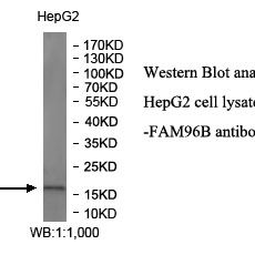 FAM96B Antibody