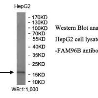 FAM96B Antibody