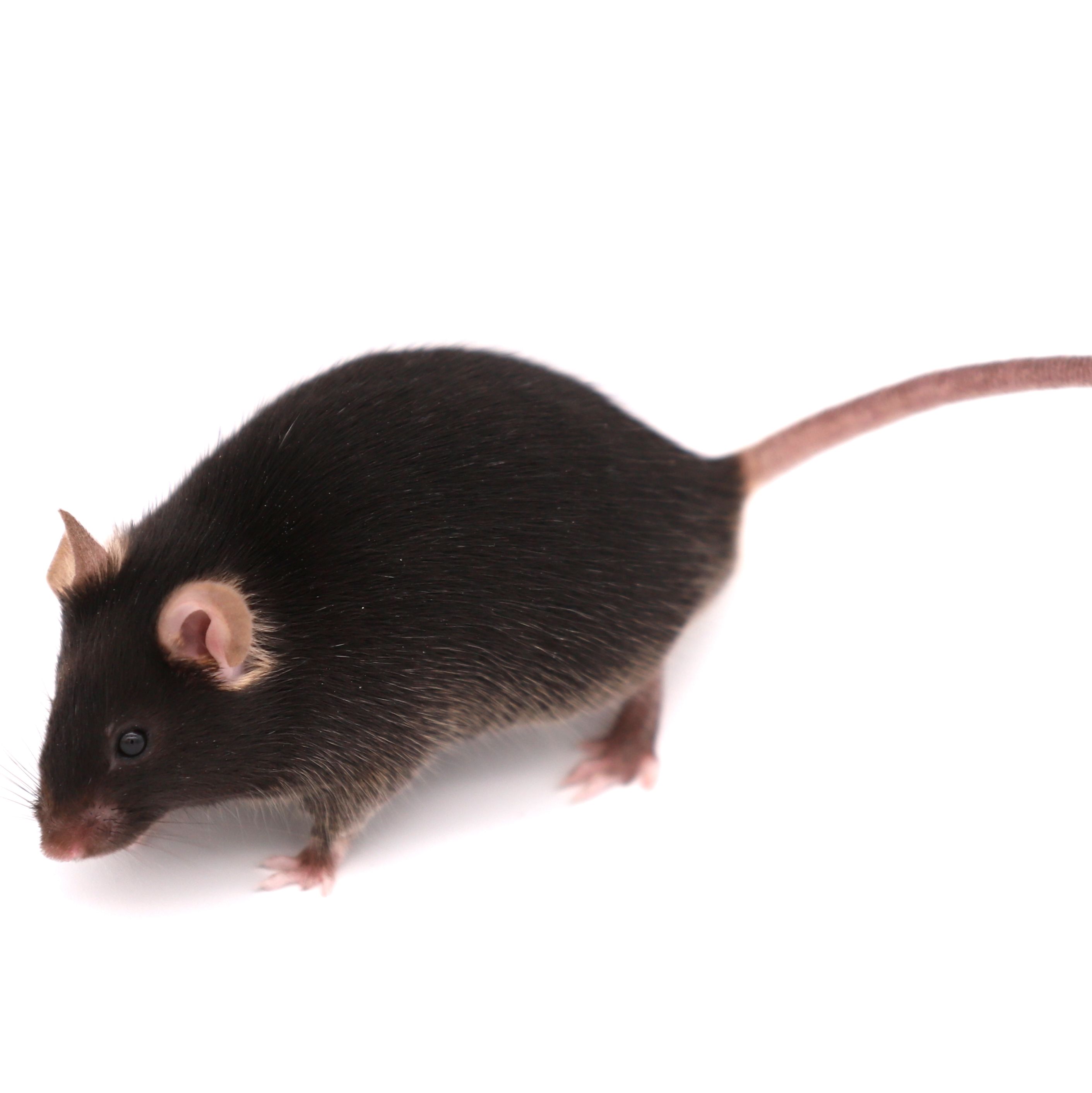 GITR人源化小鼠模型体内药效实验
