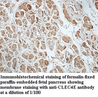 CLEC4E Antibody