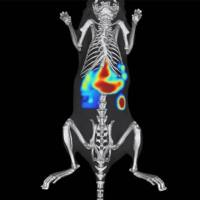 模型评价/大小动物CT