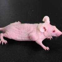 宫颈癌（CCM）动物模型 / 免疫代谢系统模型