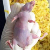 大肠癌动物模型