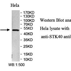 STK40 Antibody
