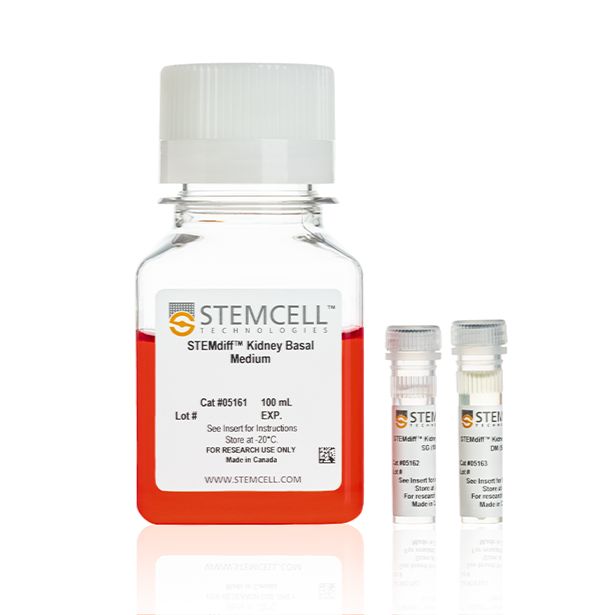 STEMdiff™肾类器官试剂盒