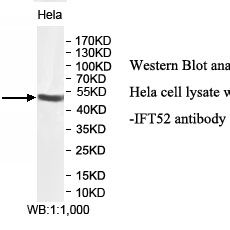 IFT52 Antibody