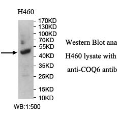 COQ6 Antibody