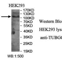 TUBGCP3 Antibody