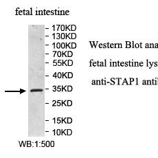 STAP1 Antibody