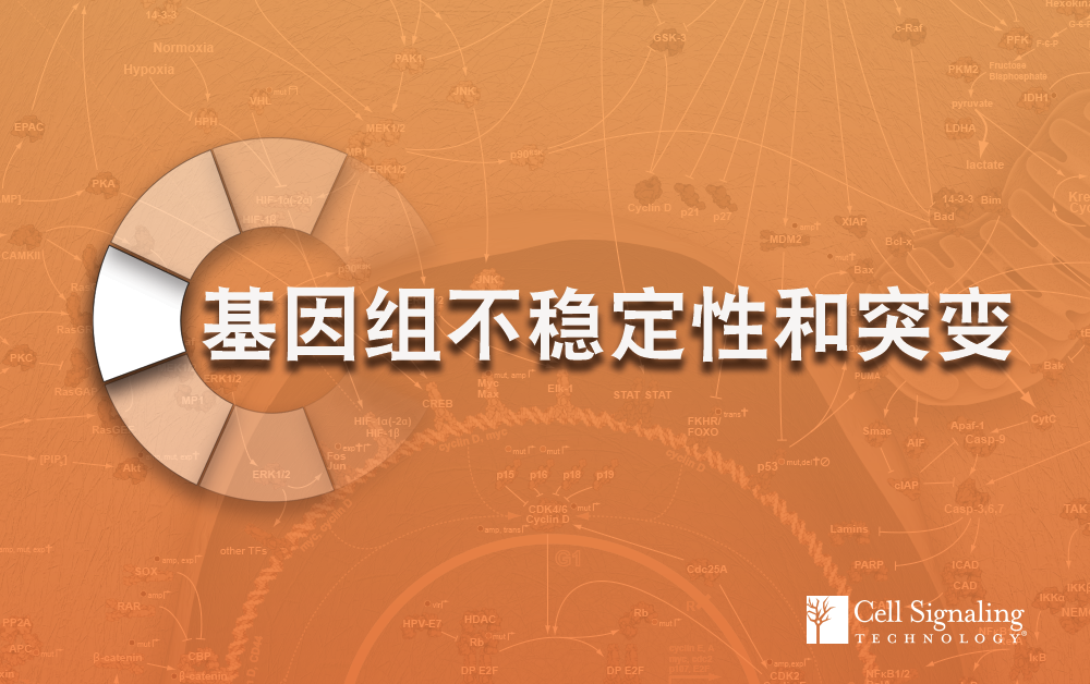 解读基因组不稳定性和突变丨CUT&RUN促销进行中…