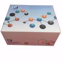 Human ACTH(Adrenocorticotropic Hormone) ELISA Kit