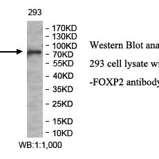 FOXP2 Antibody
