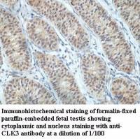 CLK3 Antibody