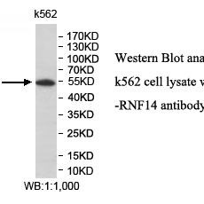 RNF14 Antibody