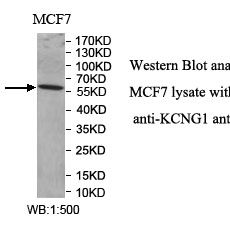 KCNG1 Antibody
