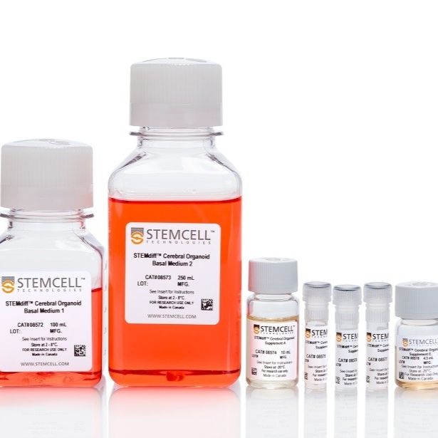STEMdiff™脑类器官试剂盒