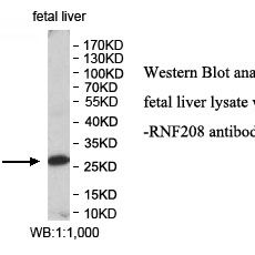 RNF208 Antibody