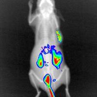 模型评价/活体成像