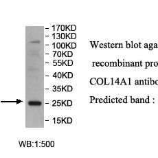 COL14A1 Antibody