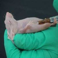 胰腺癌（KPC）动物模型