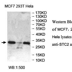STC2 Antibody